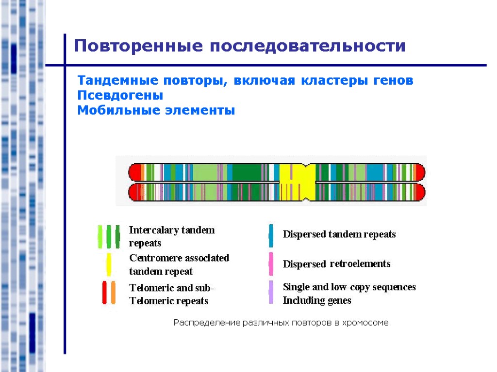 Повторенные последовательности Тандемные повторы, включая кластеры генов Псевдогены Мобильные элементы Распределение различных повторов в